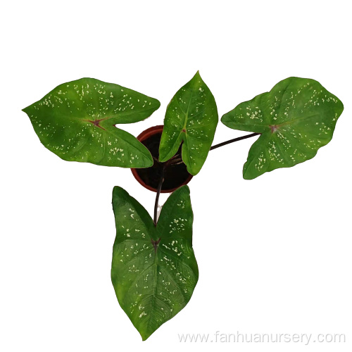 caladium meiying in lower price